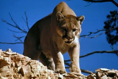 Cougar (Puma concolor)