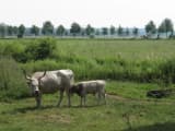 Cow (Bos taurus)