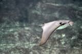 Cownose Ray (Rhinoptera bonasus)