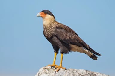 Crested Caracara (Caracara plancus)