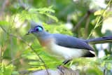Crested Coua (Coua cristata)
