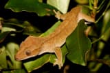 Crested Gecko (Correlophus ciliatus)