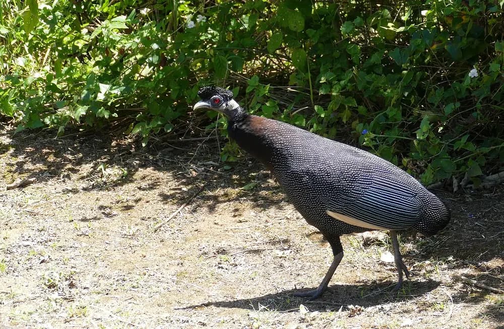 Crested Guineafowl