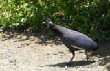 Crested Guineafowl (Guttera pucherani)