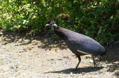Crested Guineafowl (Guttera pucherani)