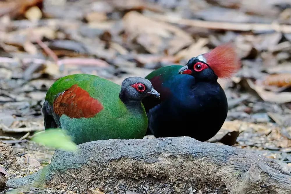 Crested Wood Partridge