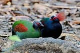 Crested Wood Partridge (Rollulus rouloul)