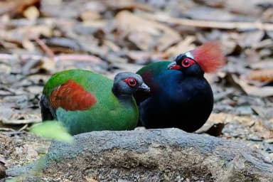Crested Wood Partridge (Rollulus rouloul)