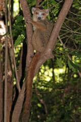 Crowned Lemur (Eulemur coronatus)