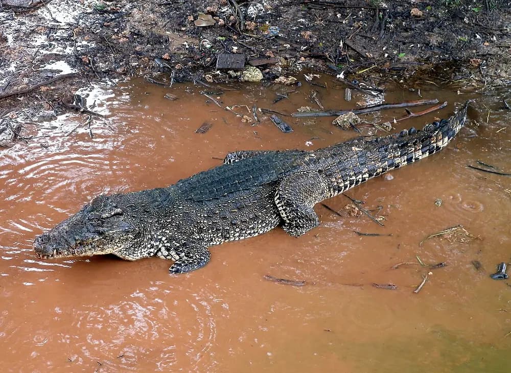 Cuban Crocodile (Crocodylus rhombifer)