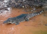 Cuban Crocodile (Crocodylus rhombifer)