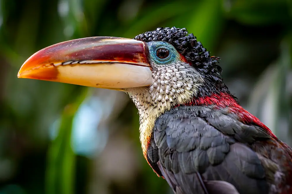 Curl-crested Aracari