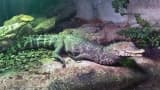 Cuvier's Dwarf Caiman (Paleosuchus palpebrosus)