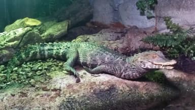 Cuvier's Dwarf Caiman (Paleosuchus palpebrosus)