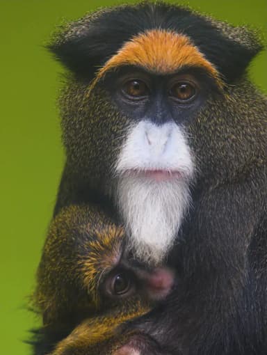 De Brazza's Monkey (Cercopithecus neglectus)