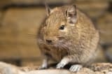 Degu (Octodon degus)