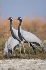 Demoiselle Crane (Anthropoides virgo)