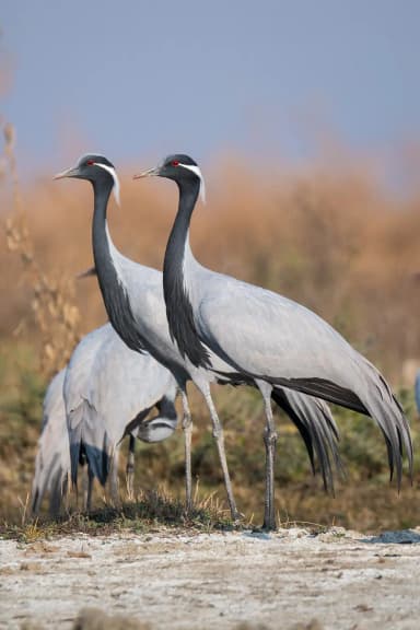 Demoiselle Crane (Anthropoides virgo)