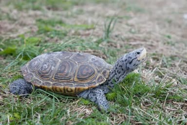 Diamondback Terrapin (Malaclemys terrapin)