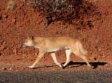 Dingo (Canis lupus dingo)