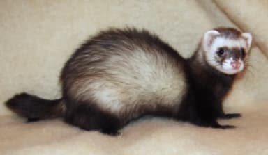 Domestic Ferret (Mustela putorius furo)