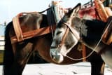 Donkey (Equus asinus)