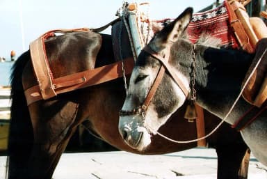 Donkey (Equus asinus)