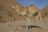 Dromedary Camel (Camelus dromedarius)