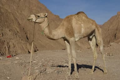Dromedary Camel (Camelus dromedarius)