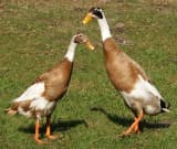 Duck (Anas platyrhynchos domesticus)