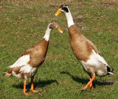 Duck (Anas platyrhynchos domesticus)