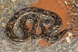 Dumeril's Boa (Acrantophis dumerili)