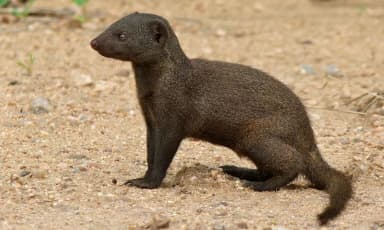 Dwarf Mongoose (Helogale parvula)