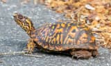 Eastern Box Turtle (Terrapene carolina carolina)