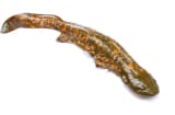 Eastern Hellbender (Cryptobranchus alleganiensis alleganiensis)