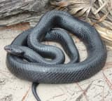 Eastern Indigo Snake (Drymarchon couperi)