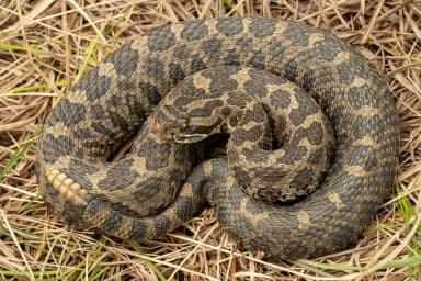 Eastern Massasauga (Sistrurus catenatus catenatus)