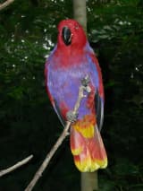 Eclectus Parrot (Eclectus roratus)