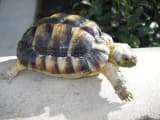 Egyptian Tortoise (Testudo kleinmanni)