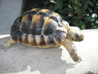 Egyptian Tortoise (Testudo kleinmanni)
