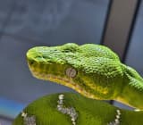 Emerald Tree Boa (Corallus caninus)