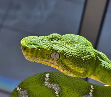 Emerald Tree Boa (Corallus caninus)