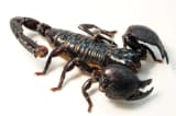 Emperor Scorpion (Pandinus imperator)