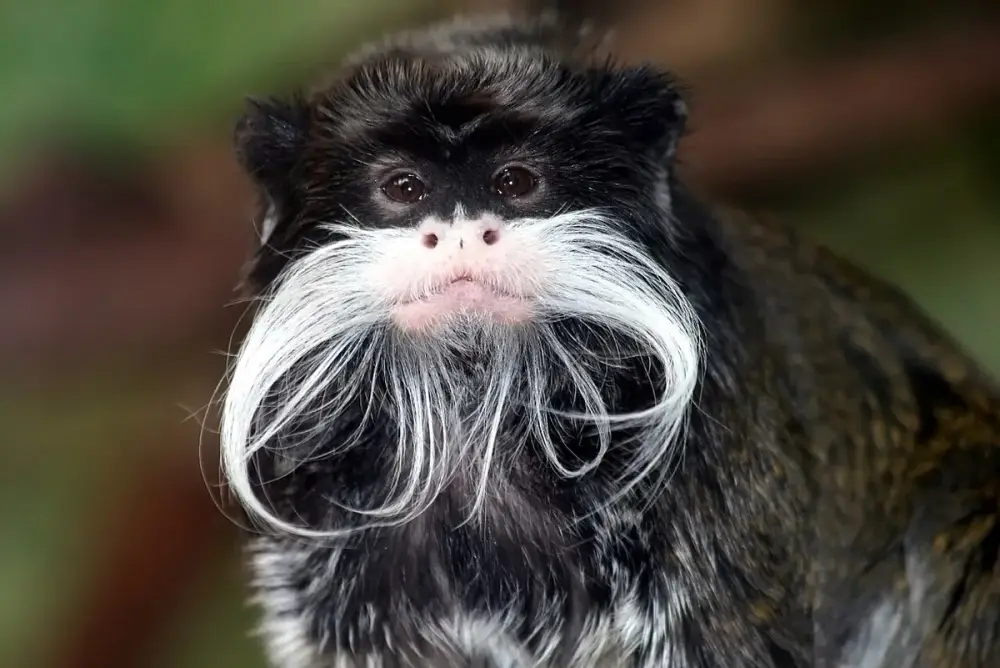 Emperor Tamarin