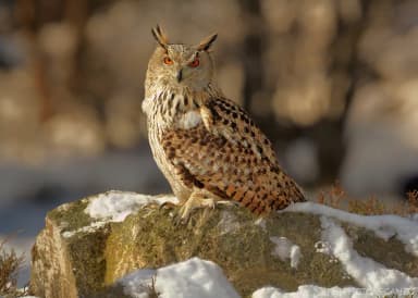 Eurasian Eagle-Owl (Bubo bubo)