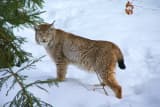 Eurasian Lynx (Lynx lynx)