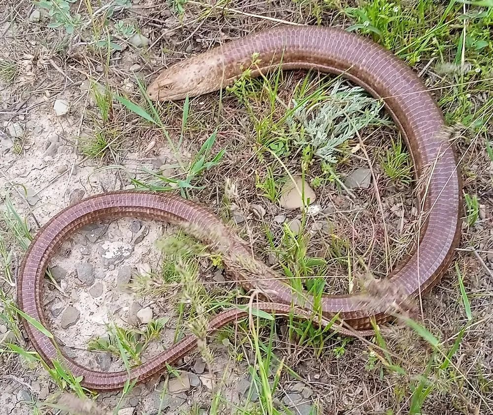 European Glass Lizard