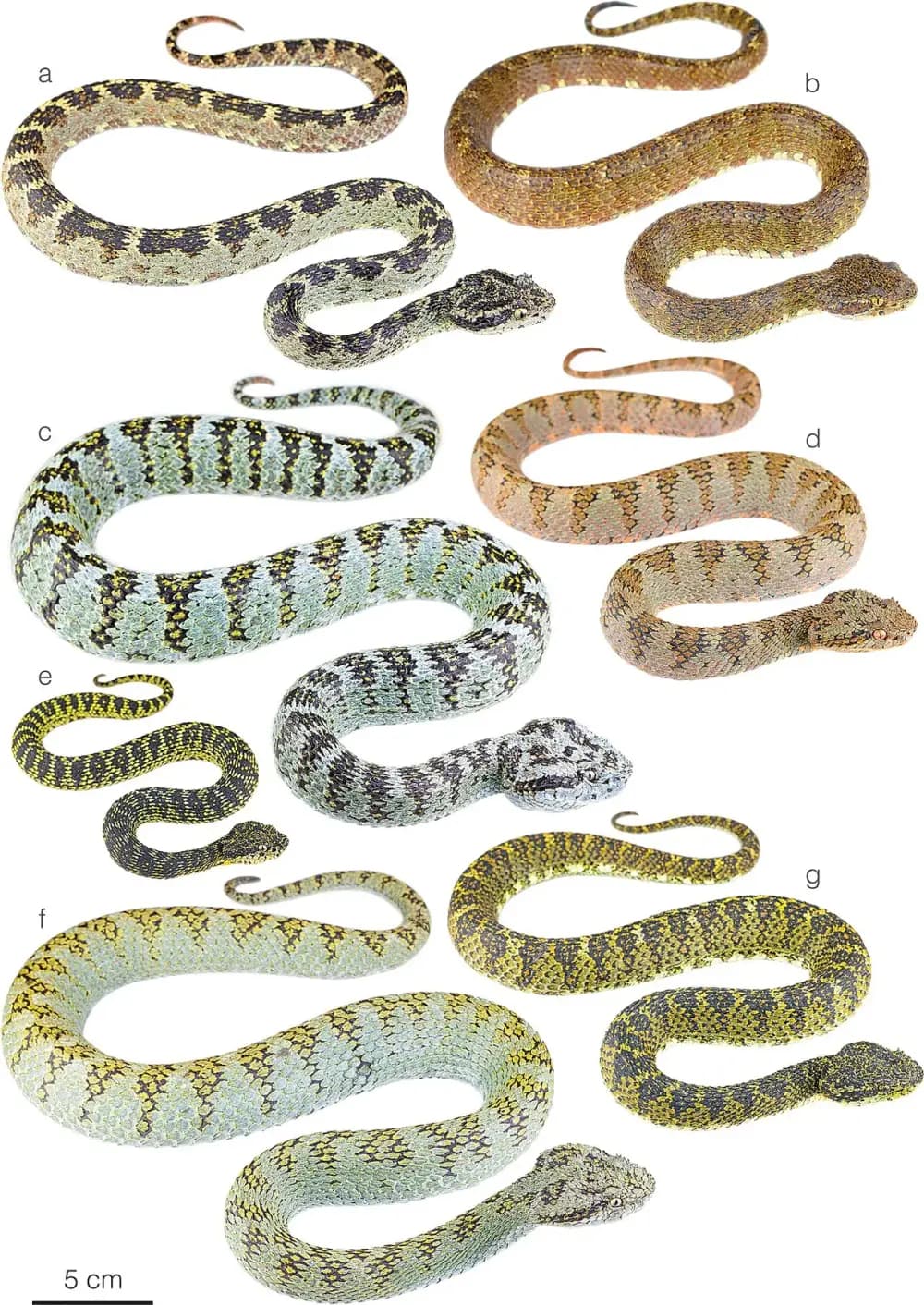 Eyelash Viper