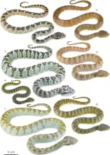 Eyelash Viper (Bothriechis schlegelii)