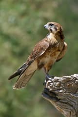 Falcon (Falconidae)